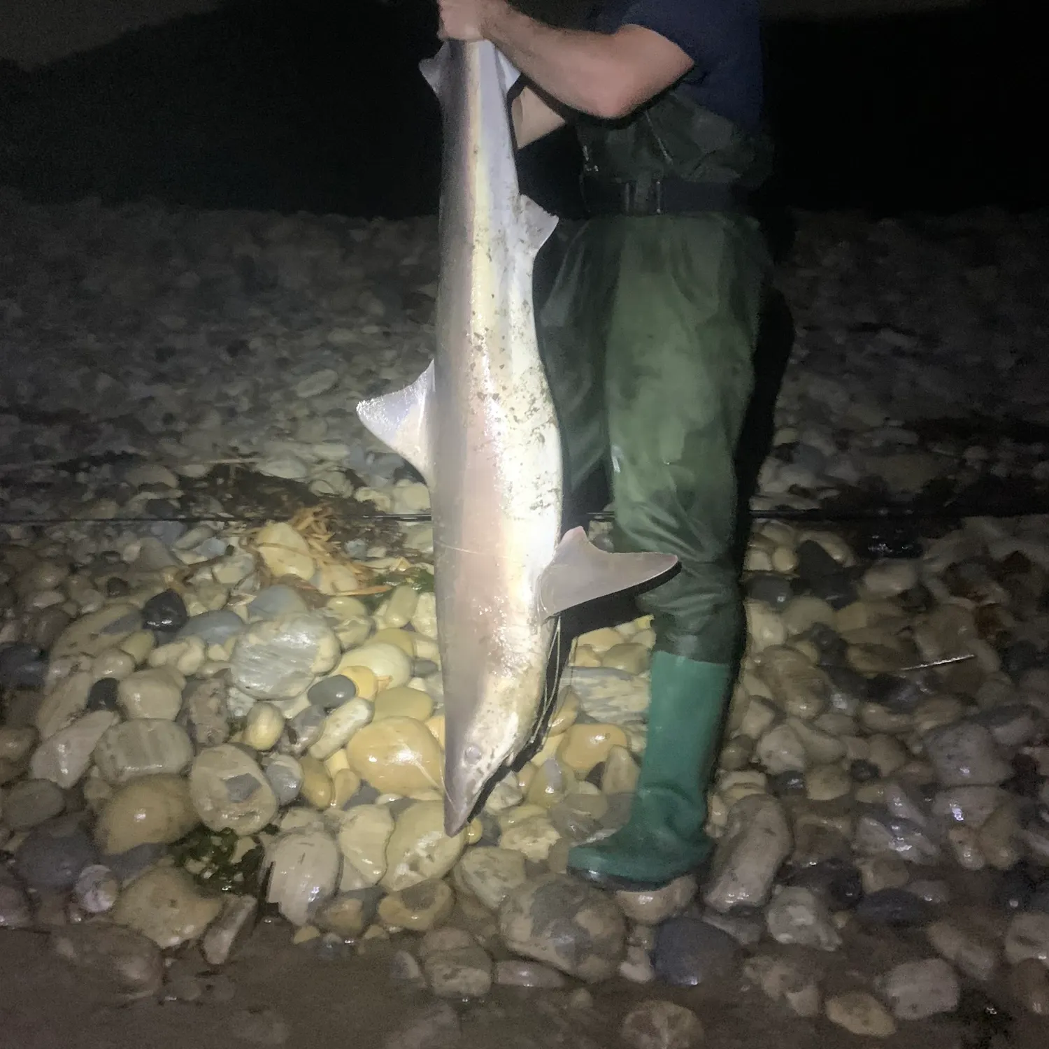 The most recent Tope shark catches on Fishbrain