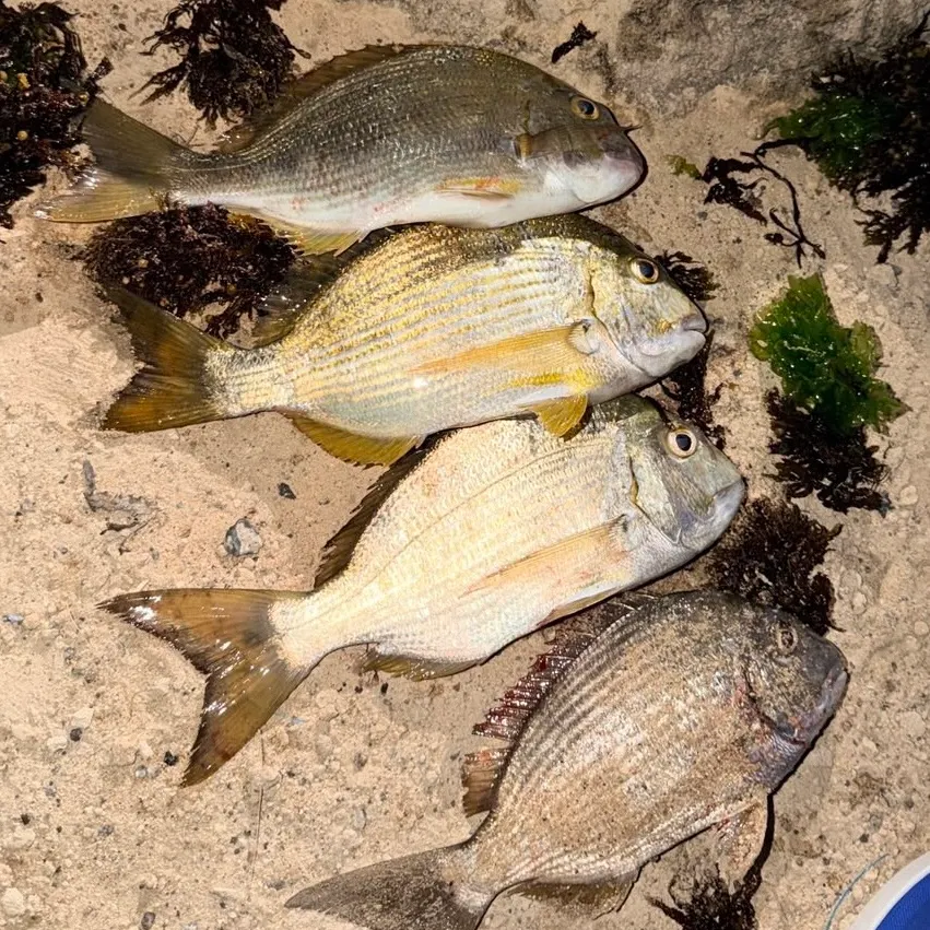 The most recent Surf bream catches on Fishbrain