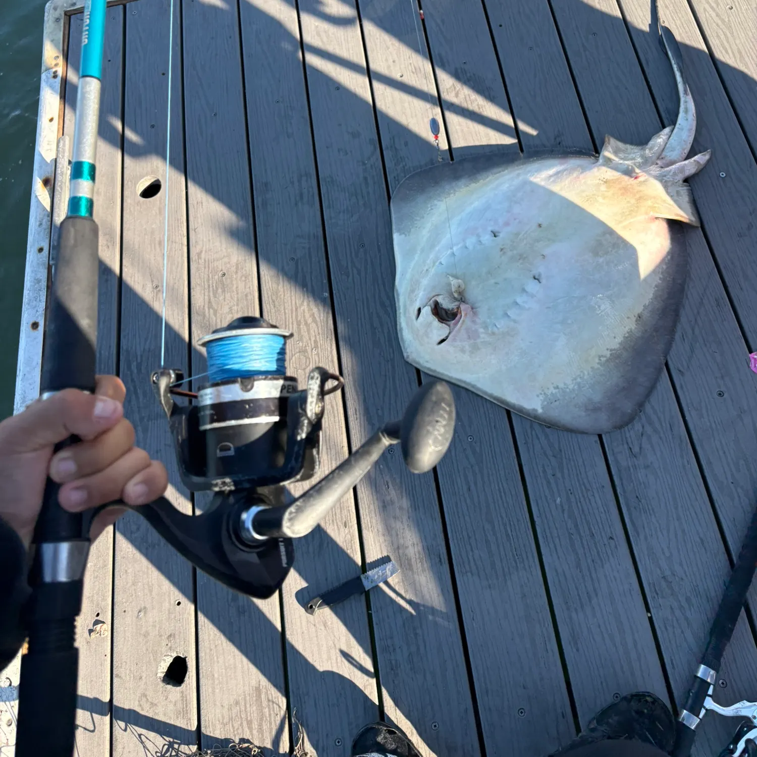 Haller's round ray caught on Fishbrain