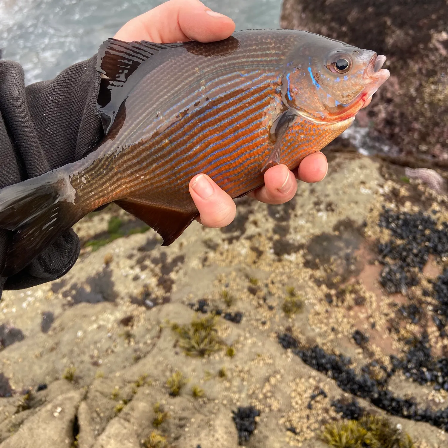 The most recent Striped seaperch catches on Fishbrain