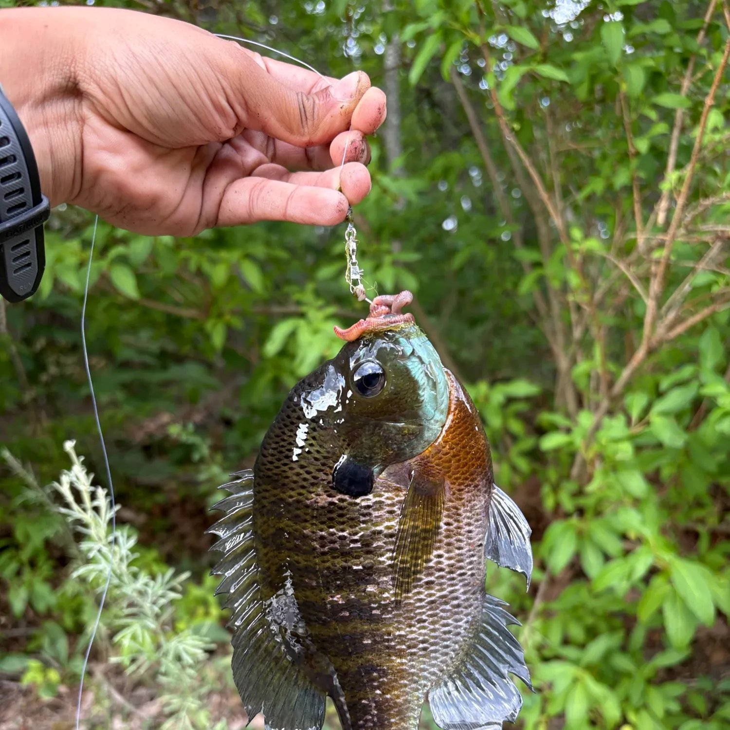 recently logged catches