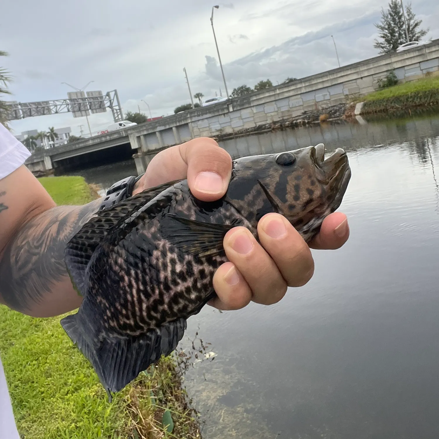 The most recent Jaguar cichlid catches on Fishbrain
