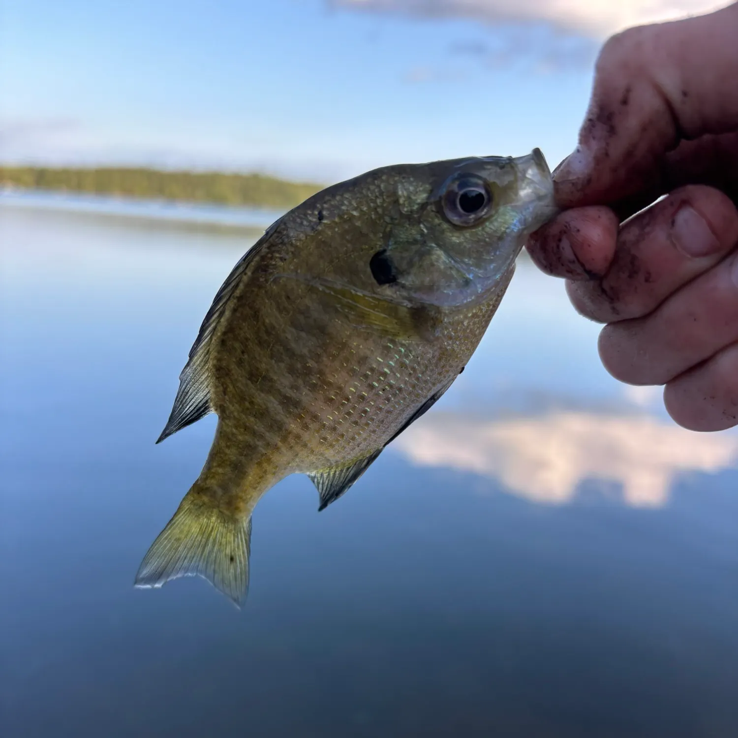 Bluegill caught on Fishbrain