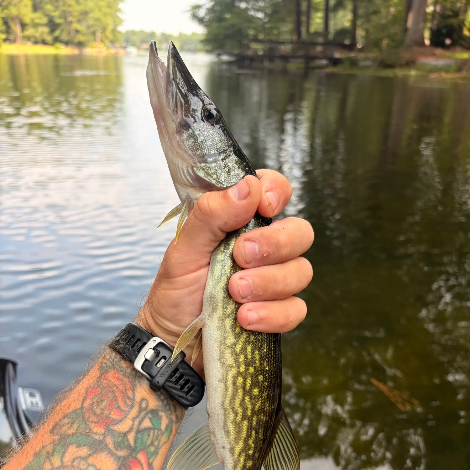 Chain pickerel caught on Fishbrain