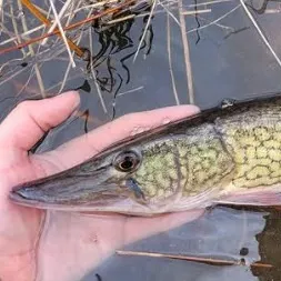 The most recent Chain pickerel catches on Fishbrain