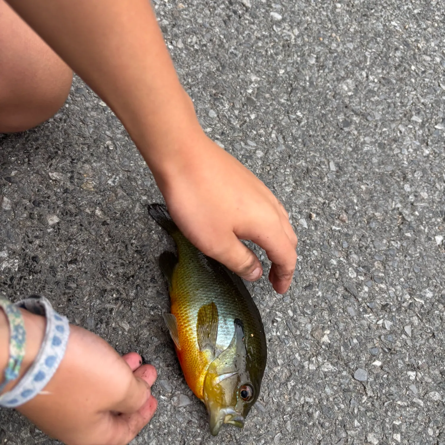 Bluegill caught on Fishbrain
