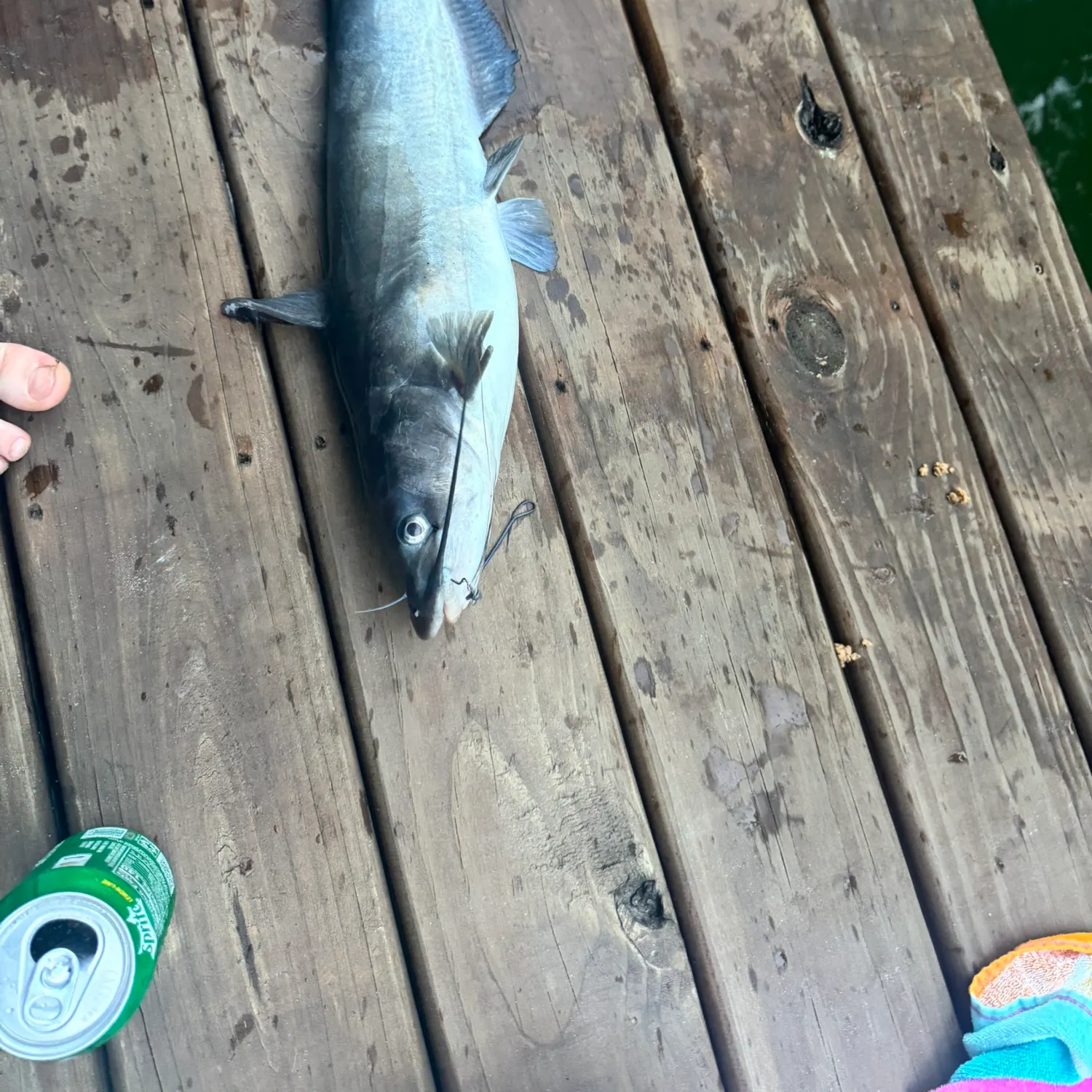 The most recent Channel catfish catches on Fishbrain