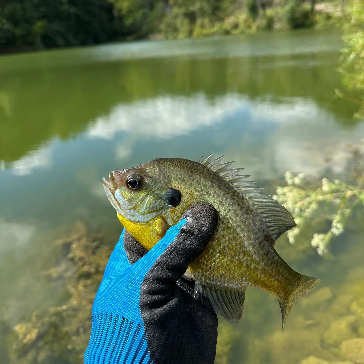 Bluegill caught on Fishbrain