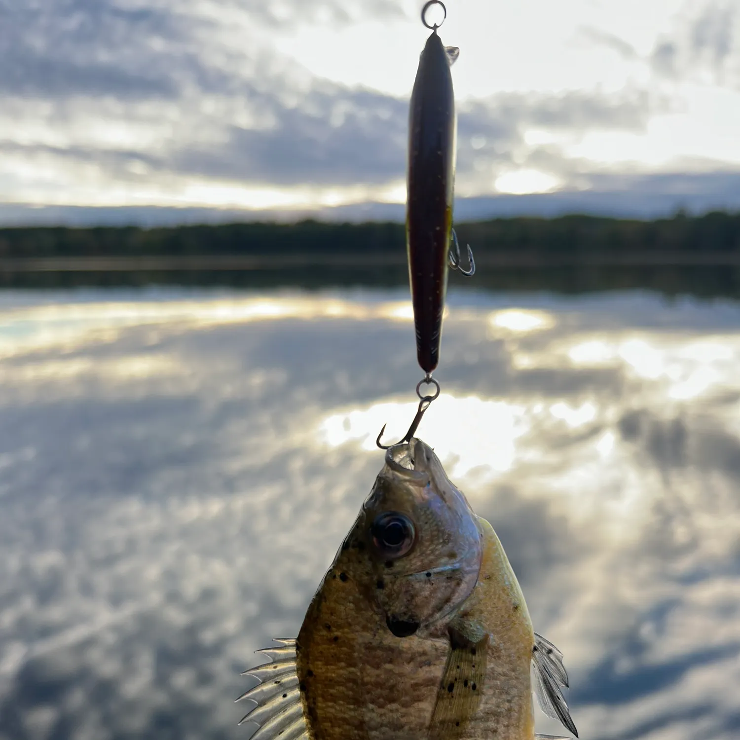 Bluegill caught on Fishbrain