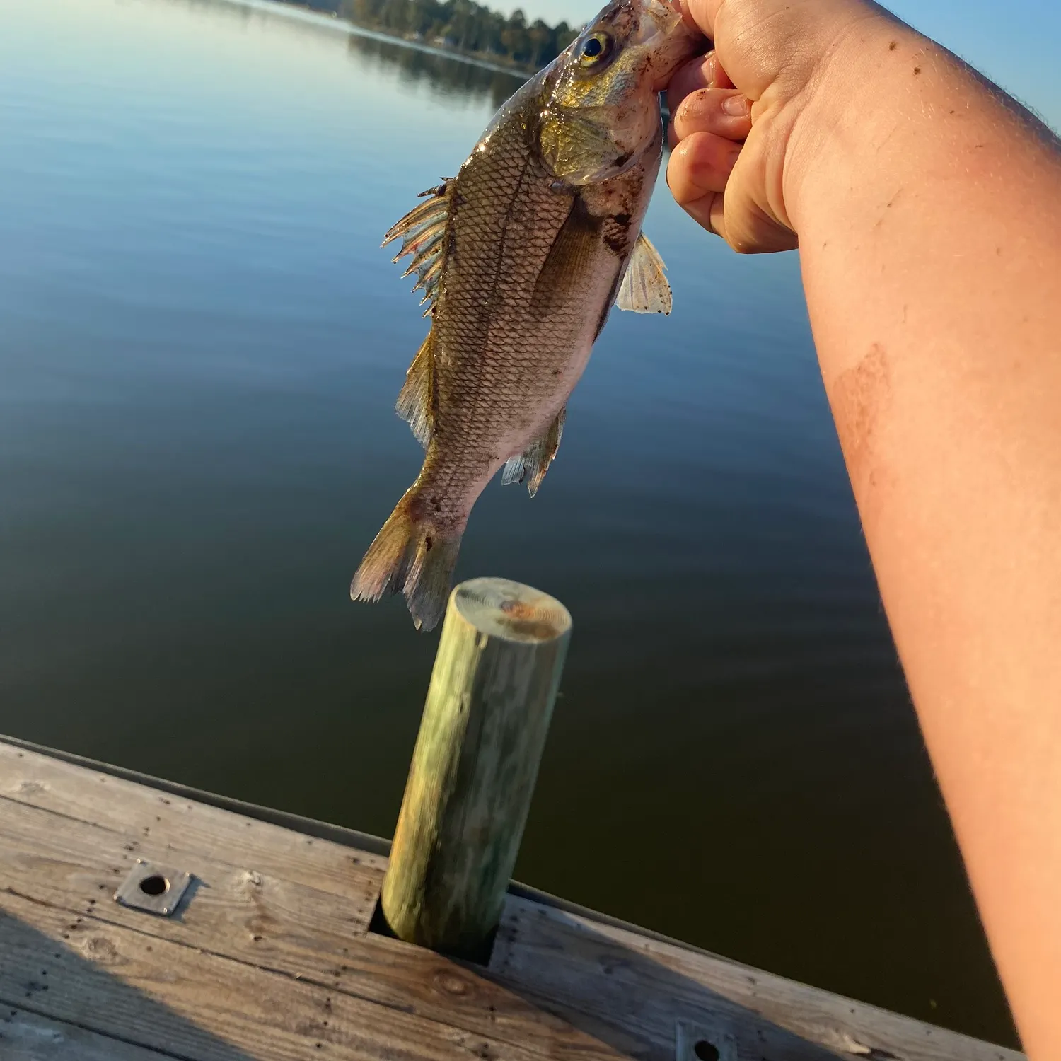 Fish caught on Fishbrain