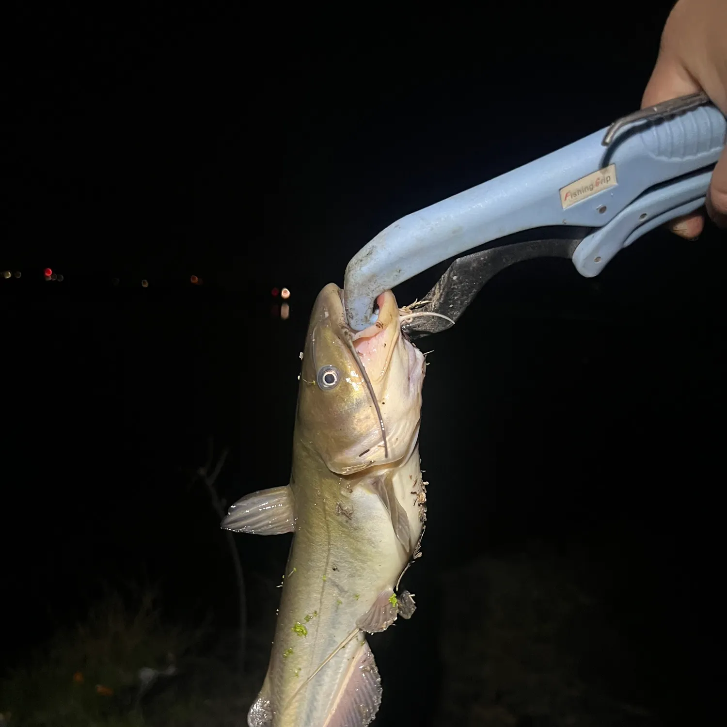 The most recent White bullhead catches on Fishbrain