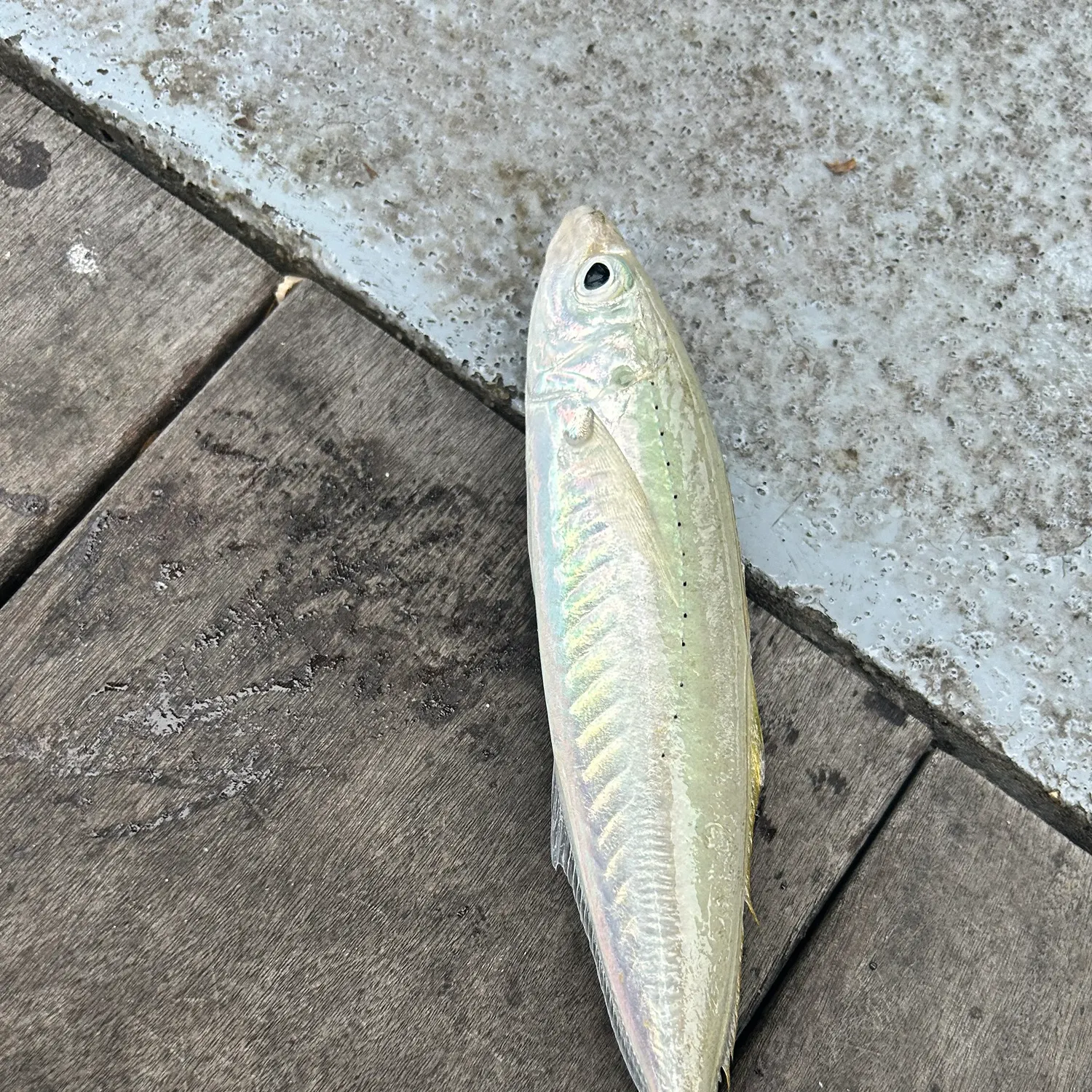 The most recent Round Scad catches on Fishbrain