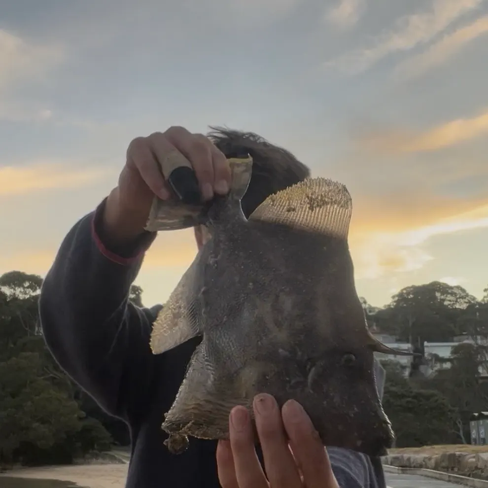 Fan-bellied leatherjacket caught on Fishbrain