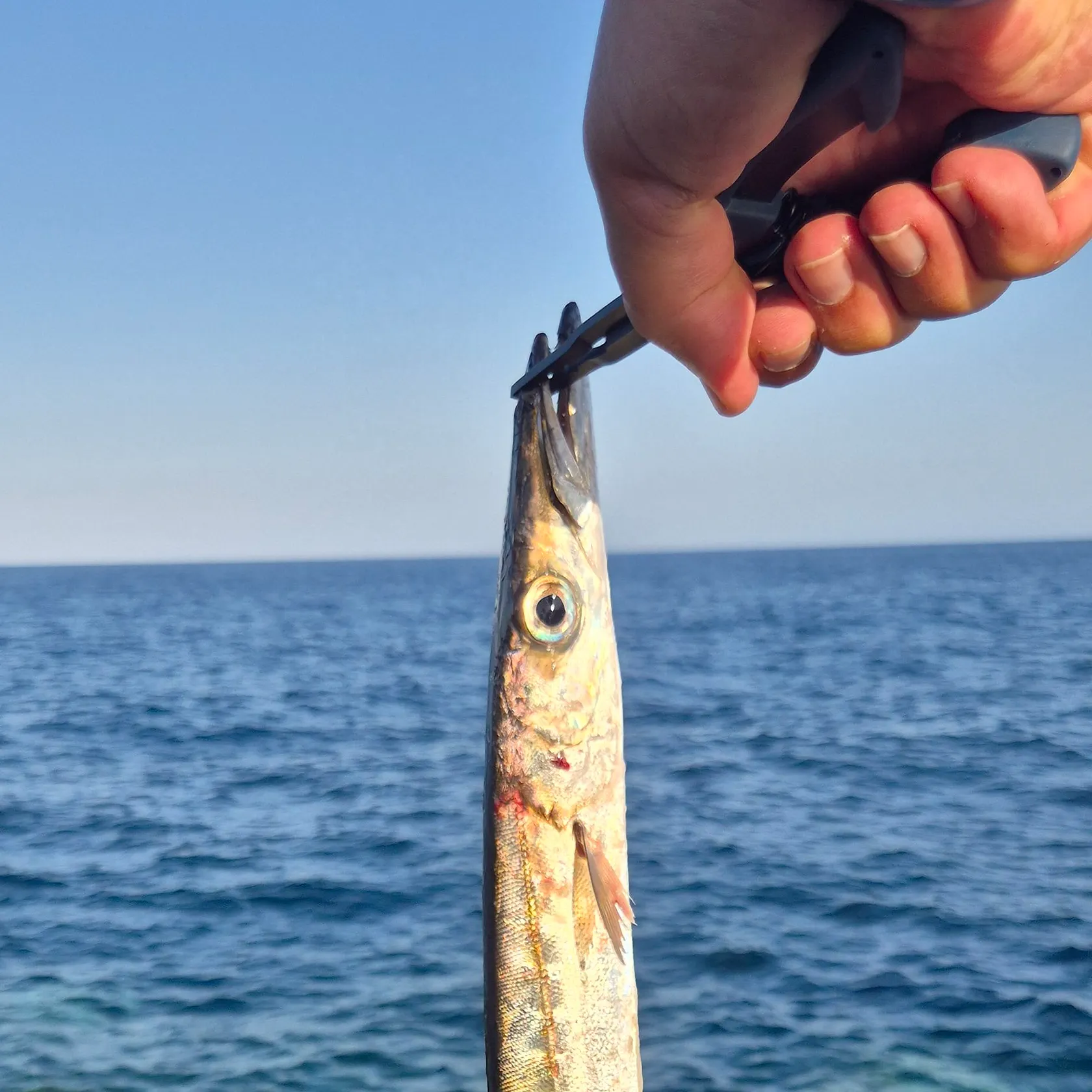Great barracuda caught on Fishbrain
