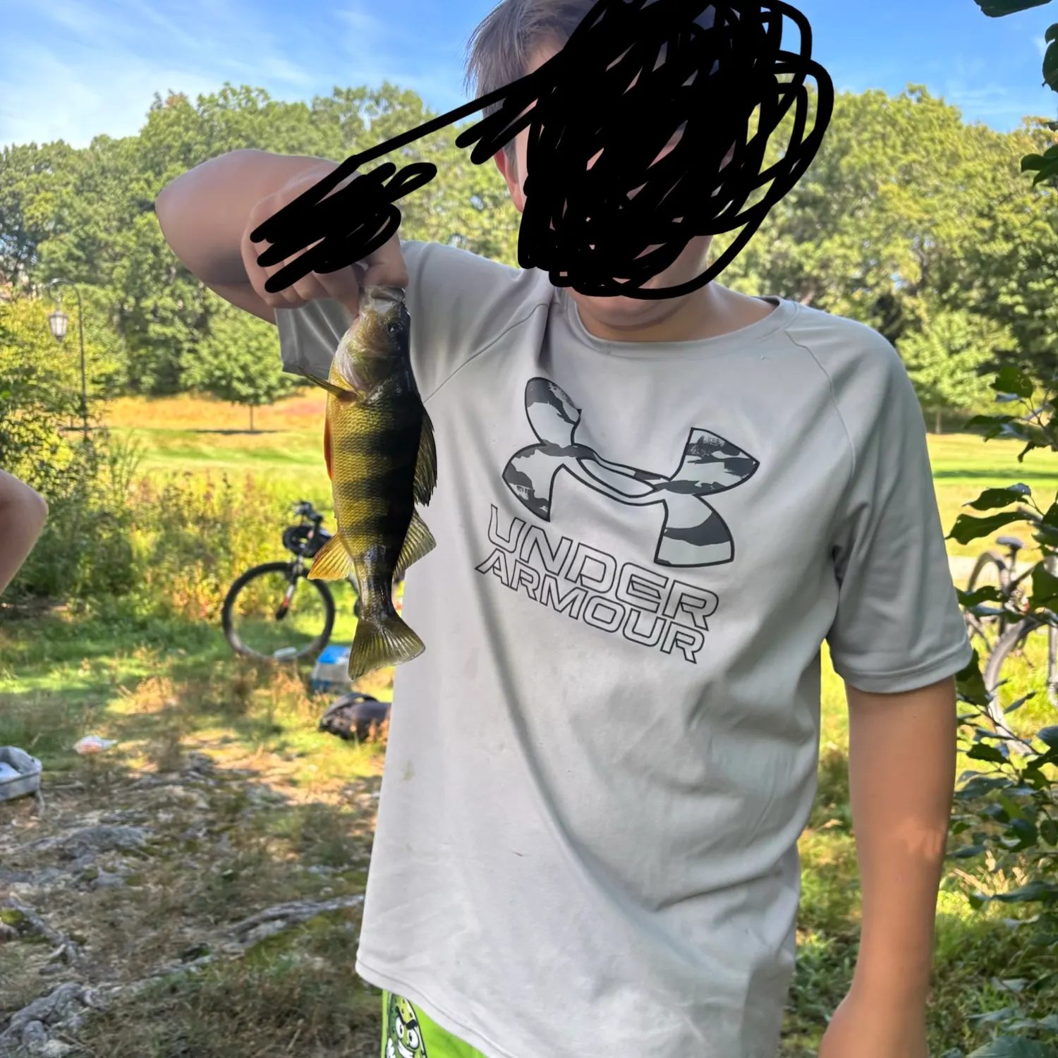 Yellow perch caught on Fishbrain