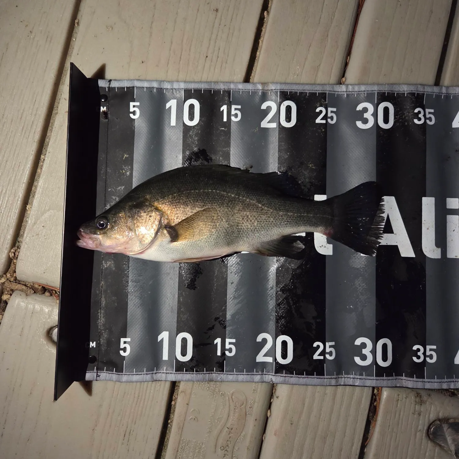 The most recent Bidyan perch catches on Fishbrain