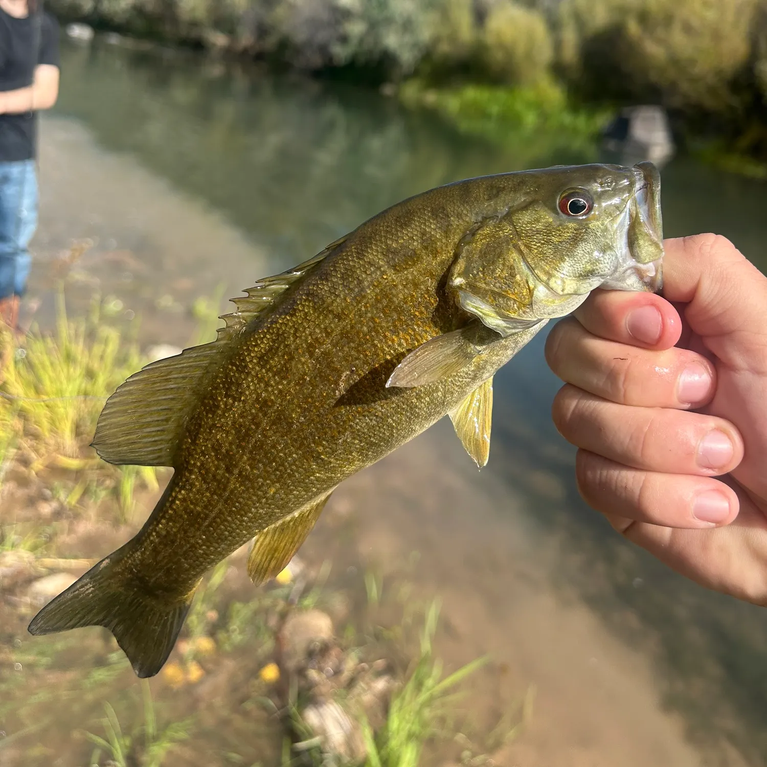 Smallmouth bass caught on Fishbrain