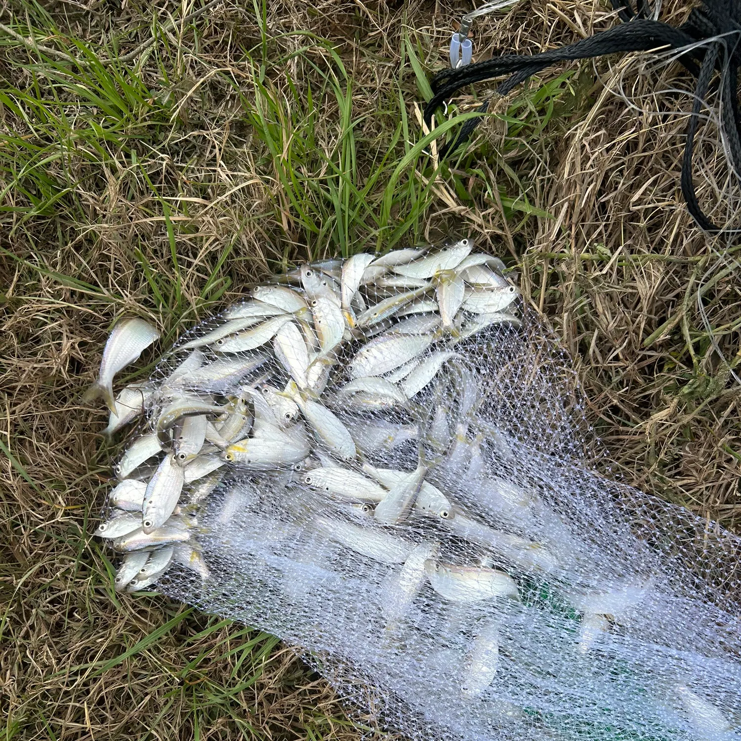 Fish caught on Fishbrain