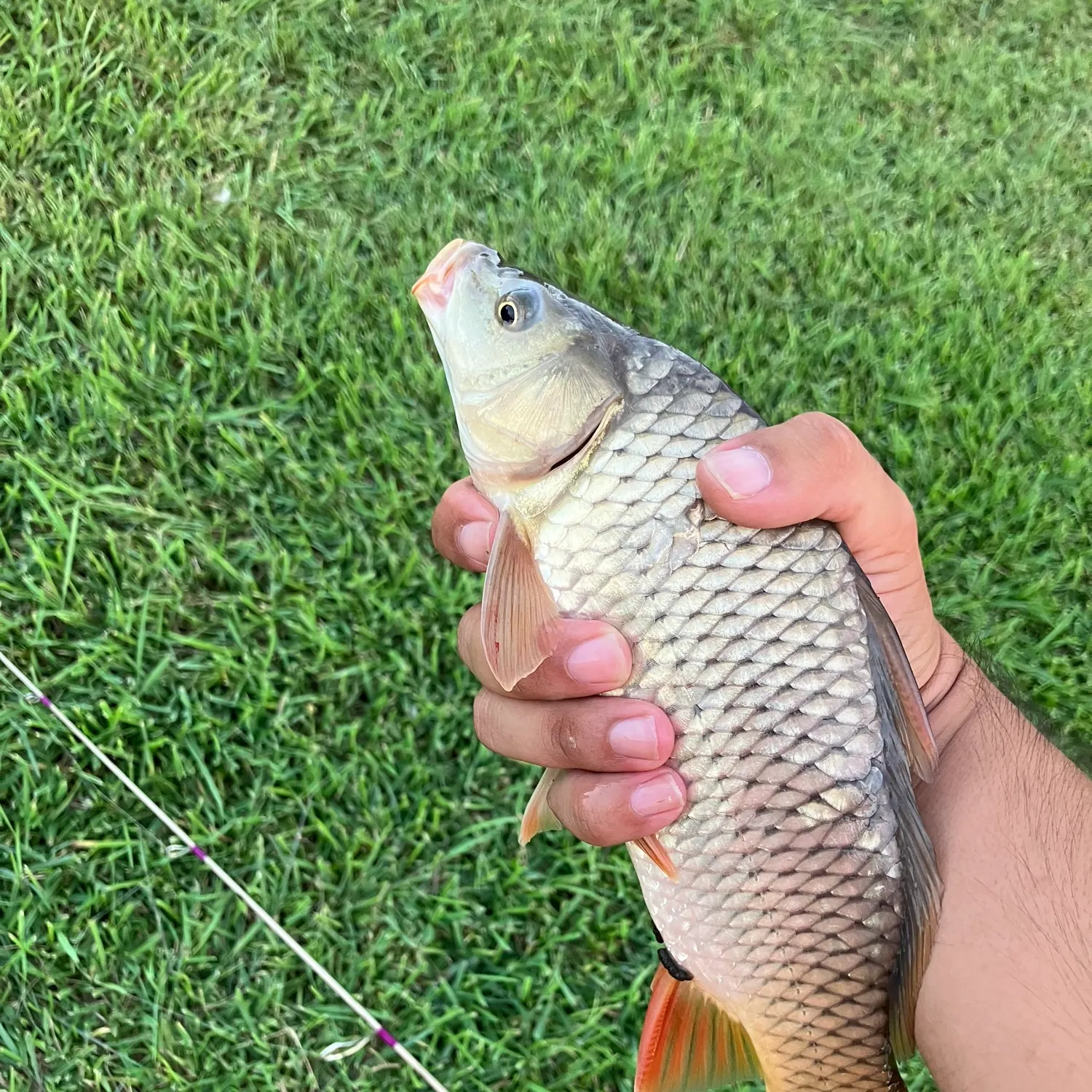 Common carp caught on Fishbrain