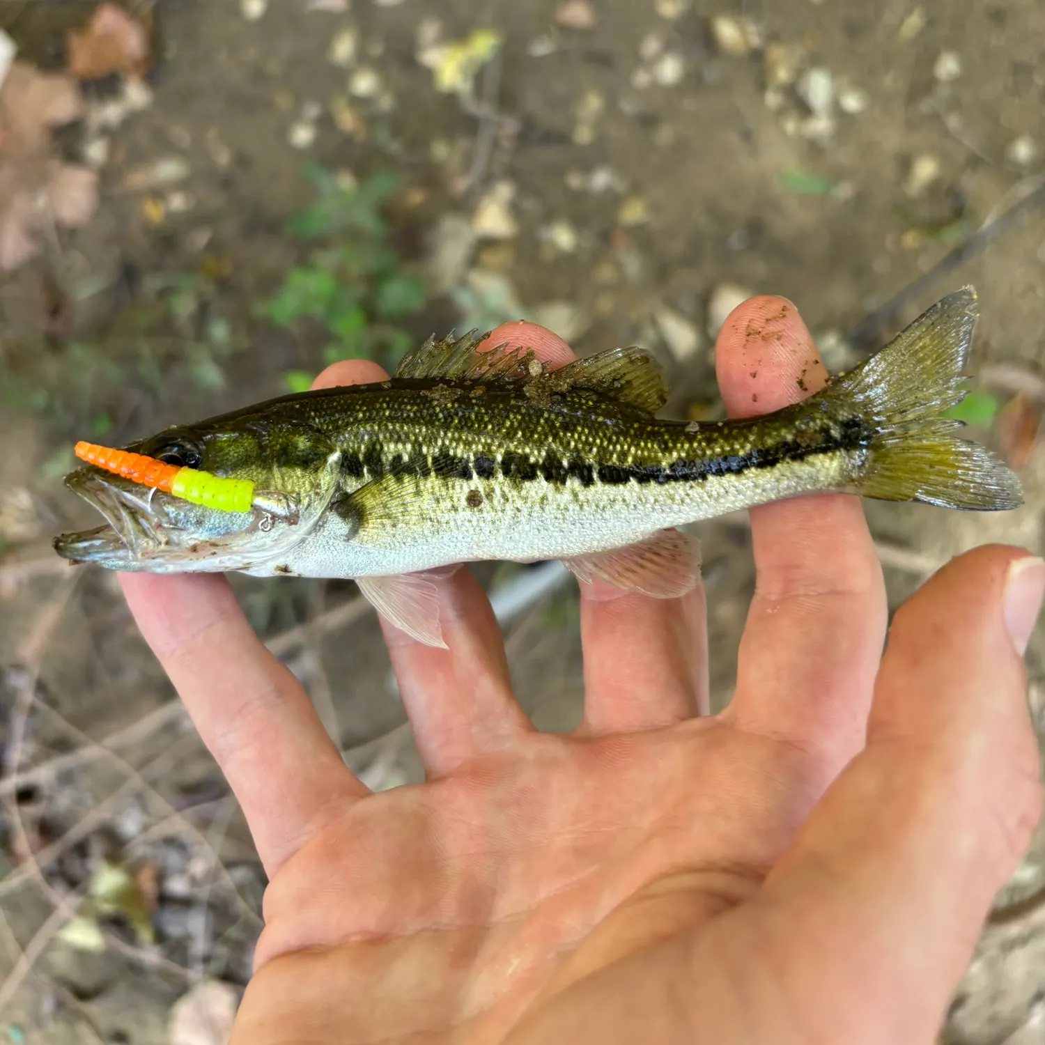 Alabama bass caught on Fishbrain