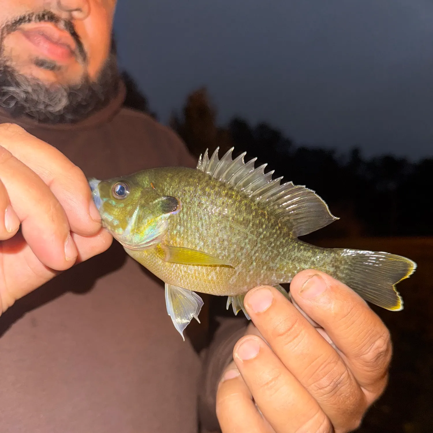 Greengill hybrid caught on Fishbrain