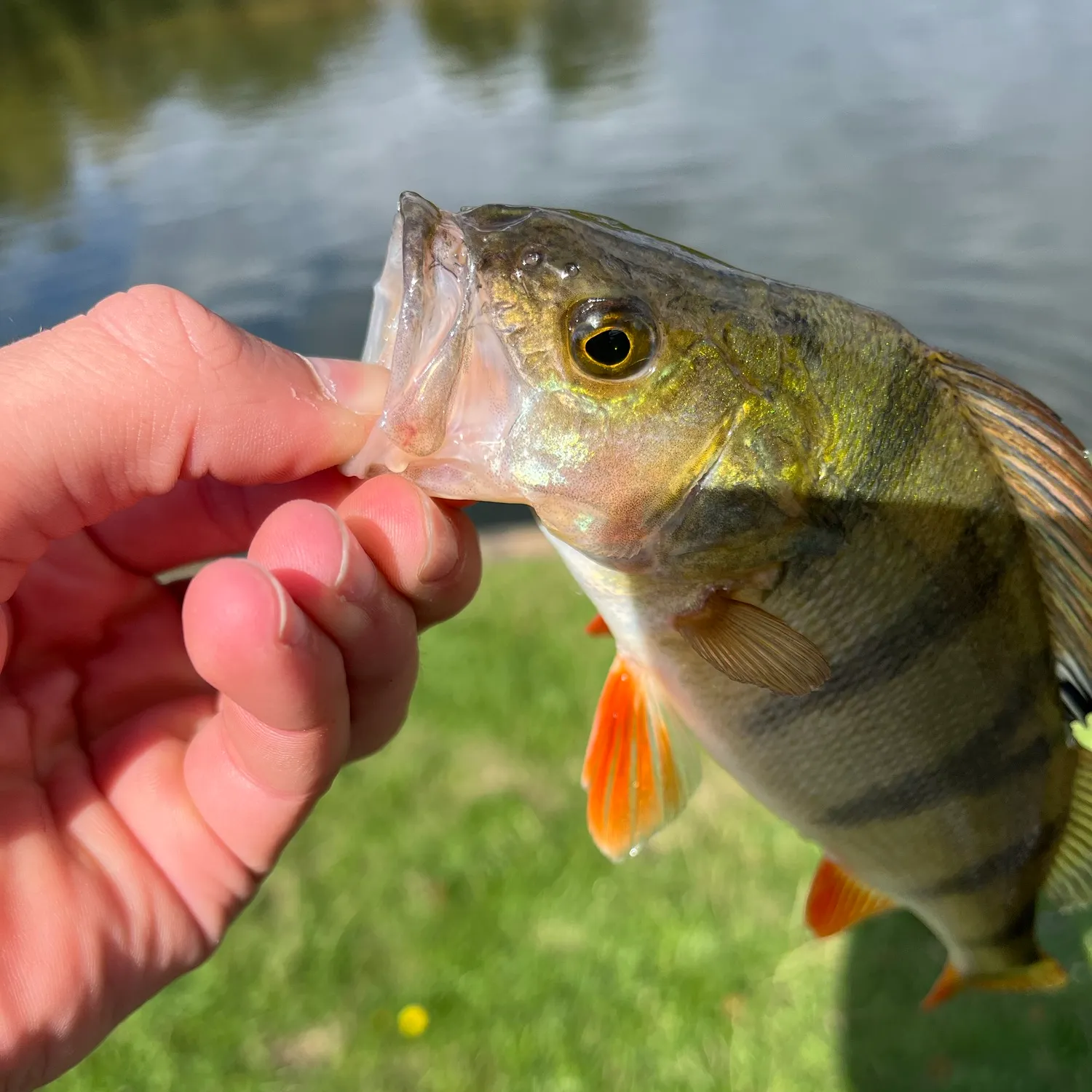 European perch caught on Fishbrain