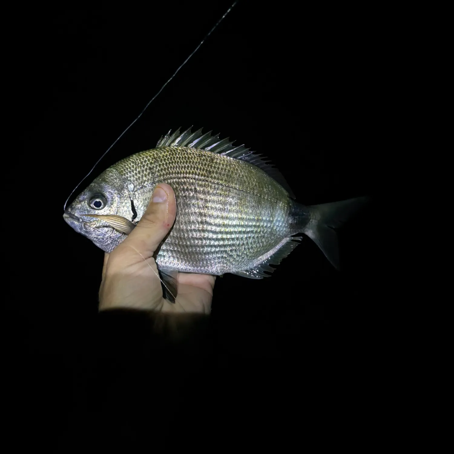 The most recent Spottail seabream catches on Fishbrain