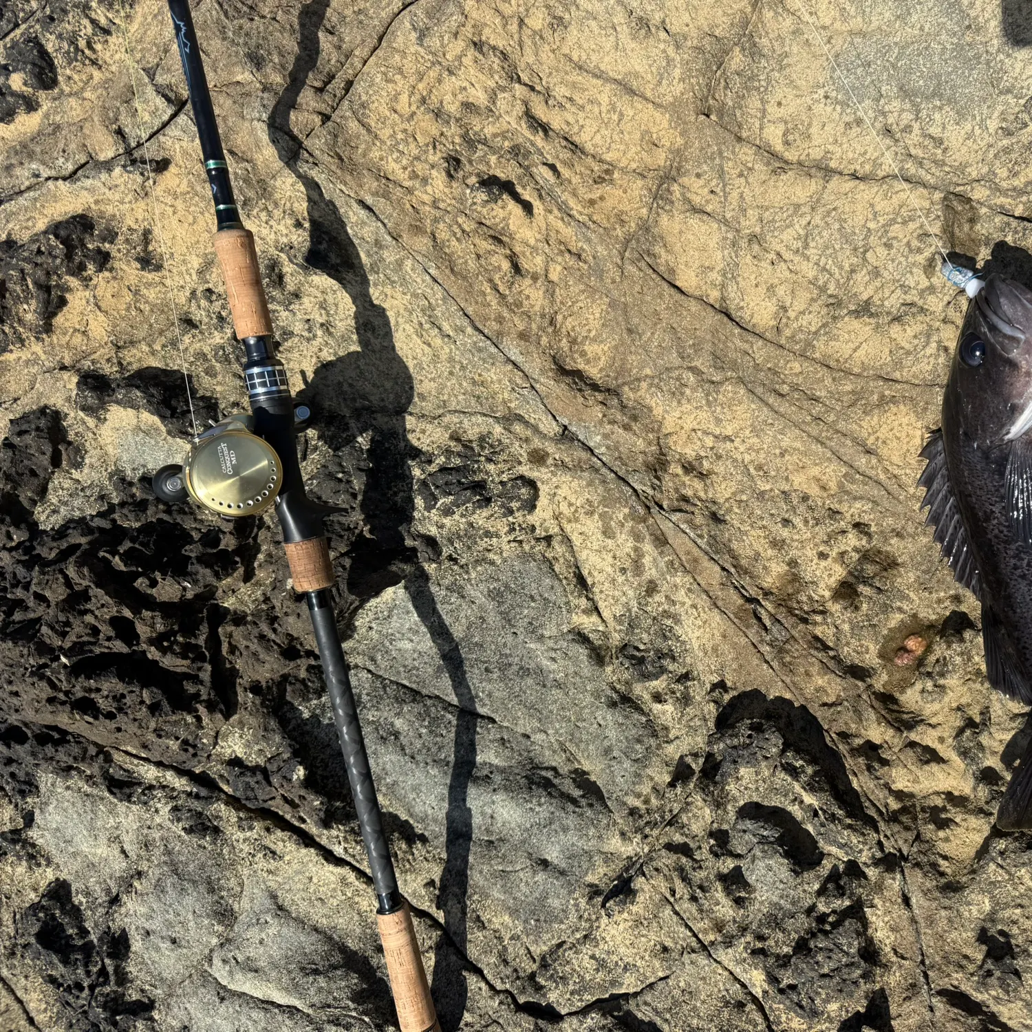 The most recent Black rockfish catches on Fishbrain