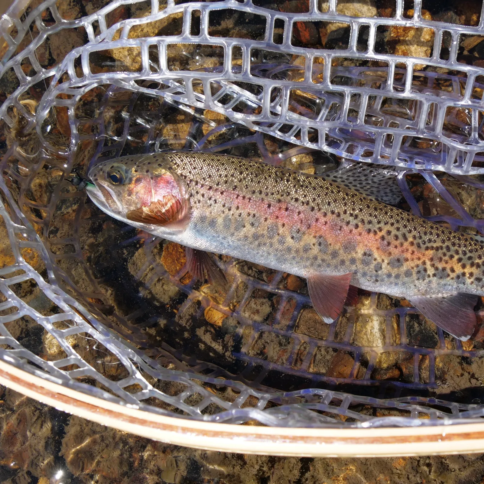 The most recent Goose Lake Redband Trout catches on Fishbrain