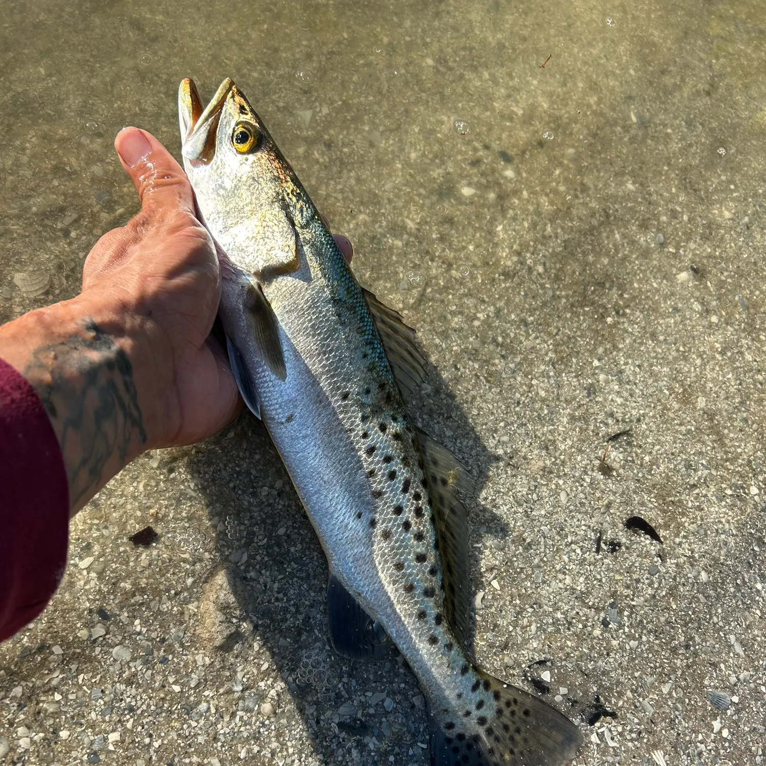 recently logged catches