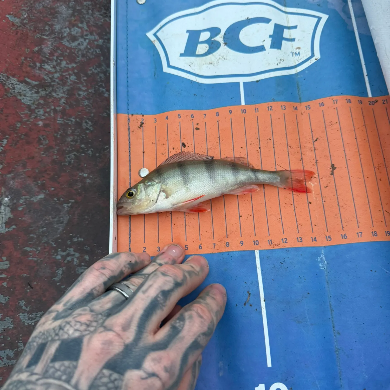 catch