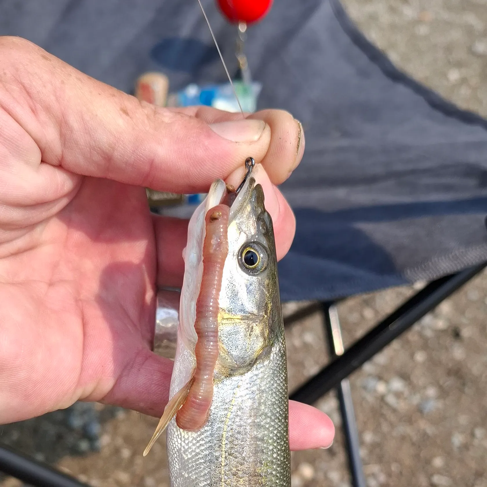 Rainbow trout caught on Fishbrain