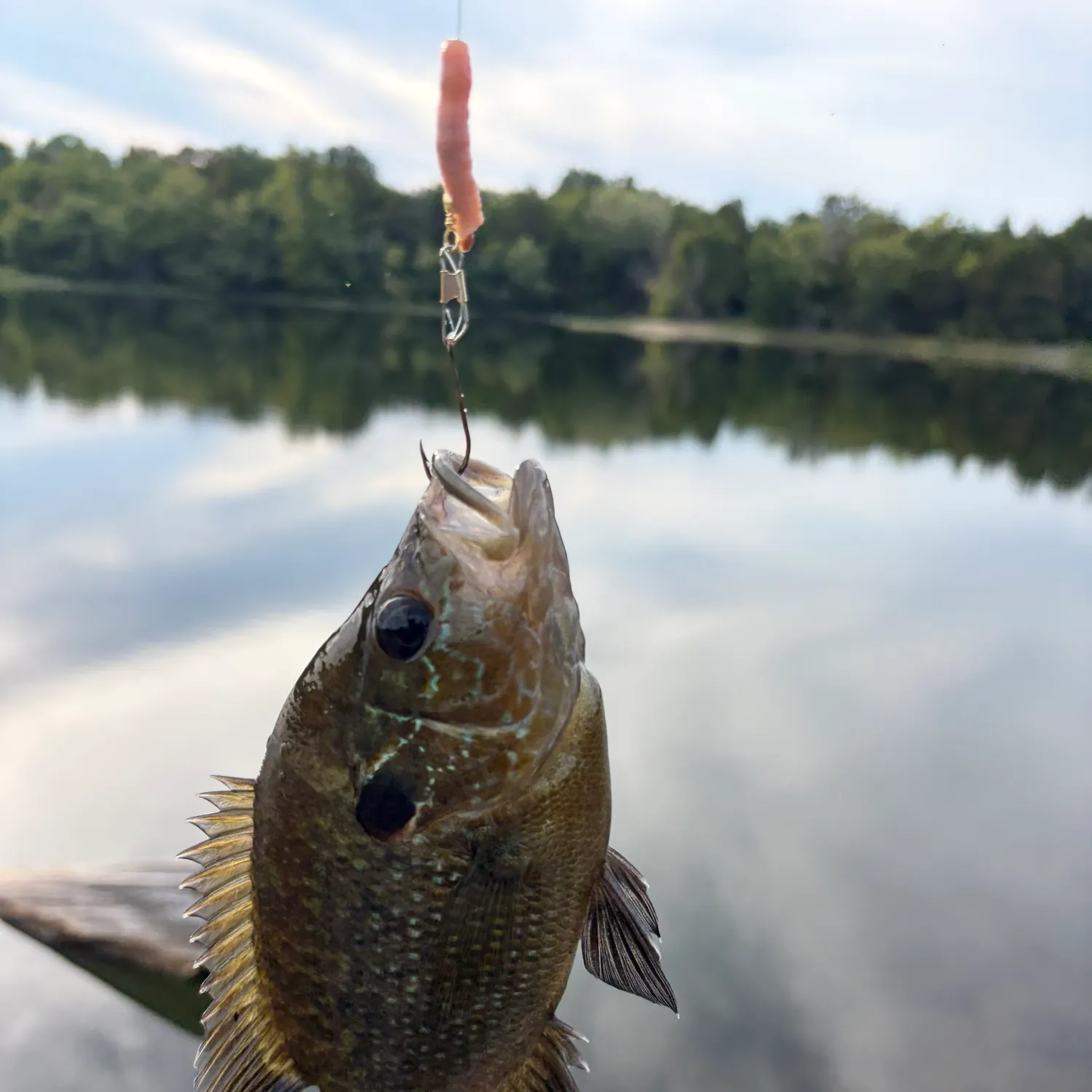 Greengill hybrid caught on Fishbrain