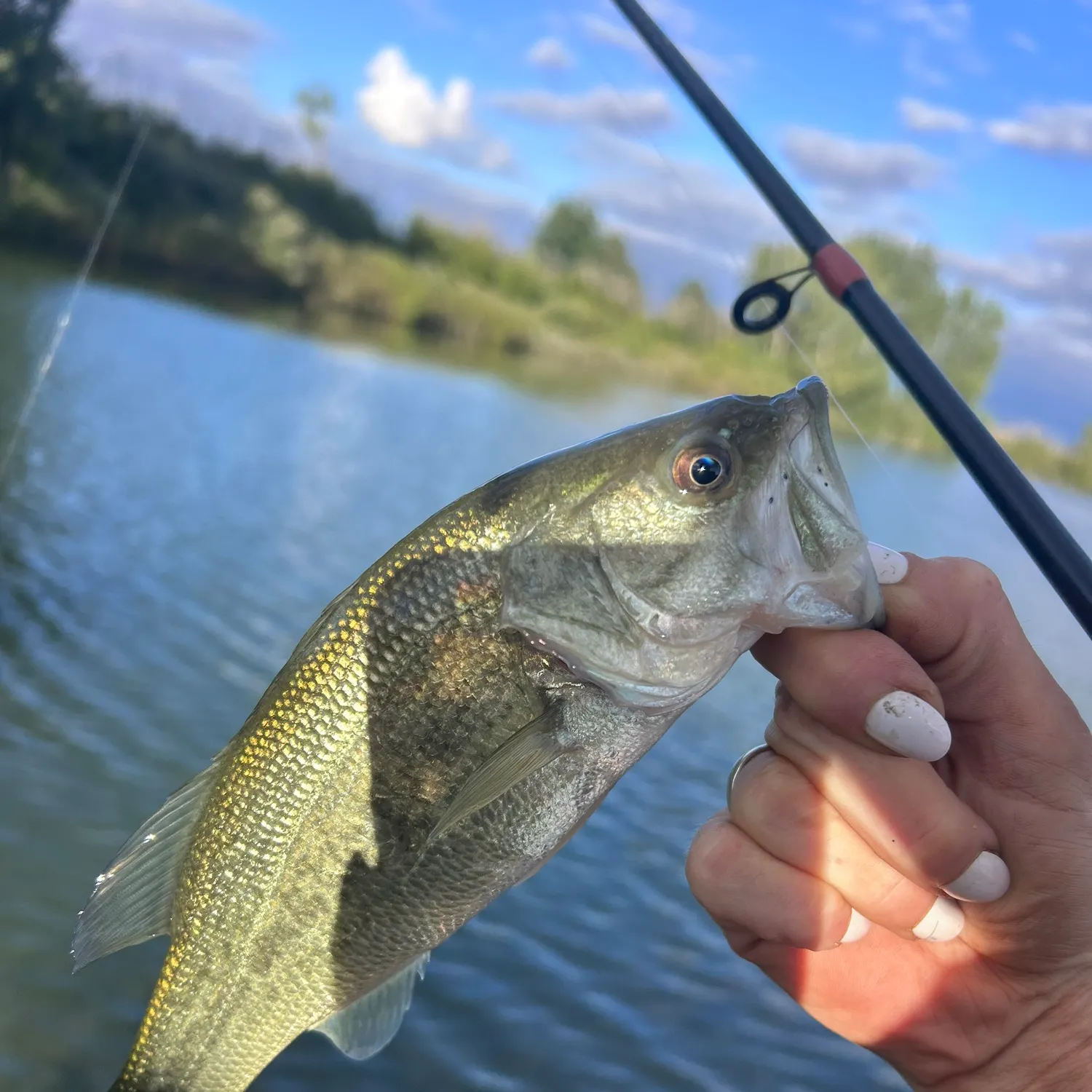 Largemouth bass caught on Fishbrain