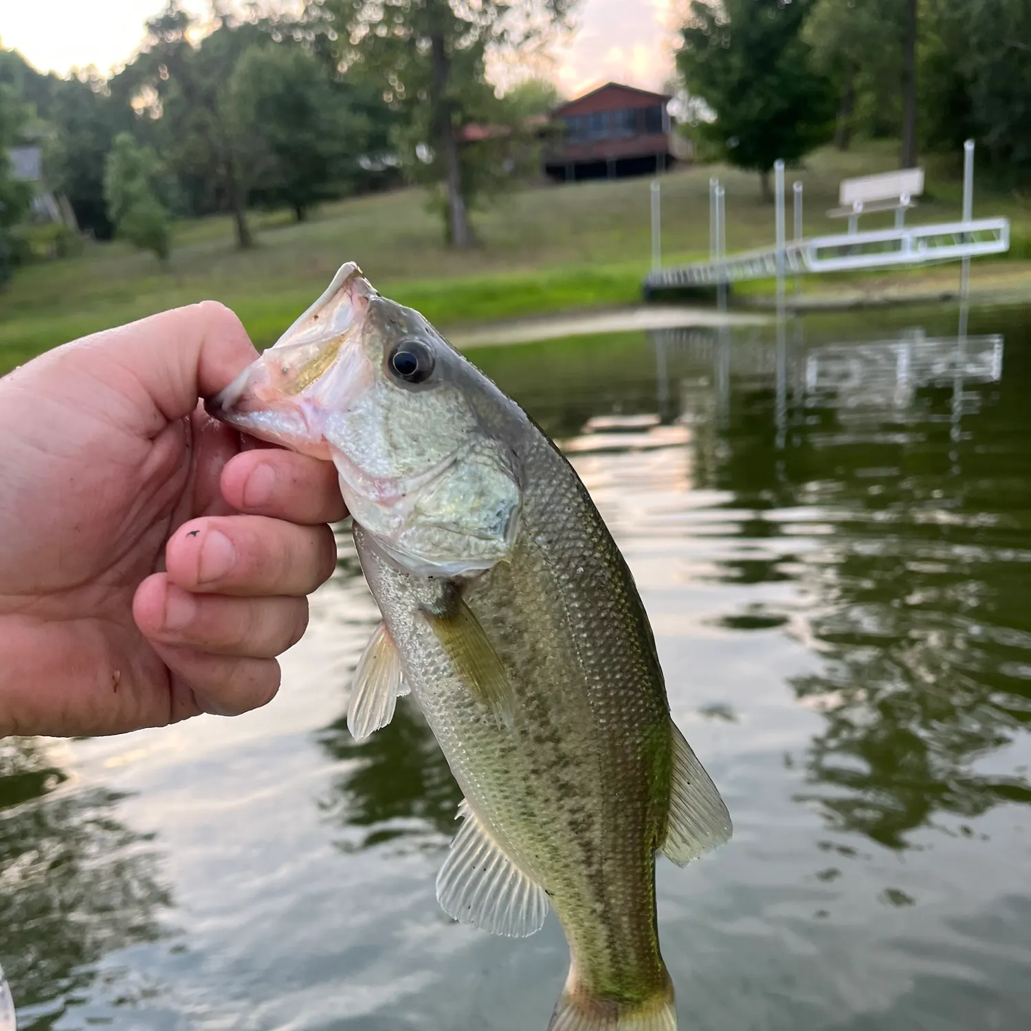 Largemouth bass caught on Fishbrain