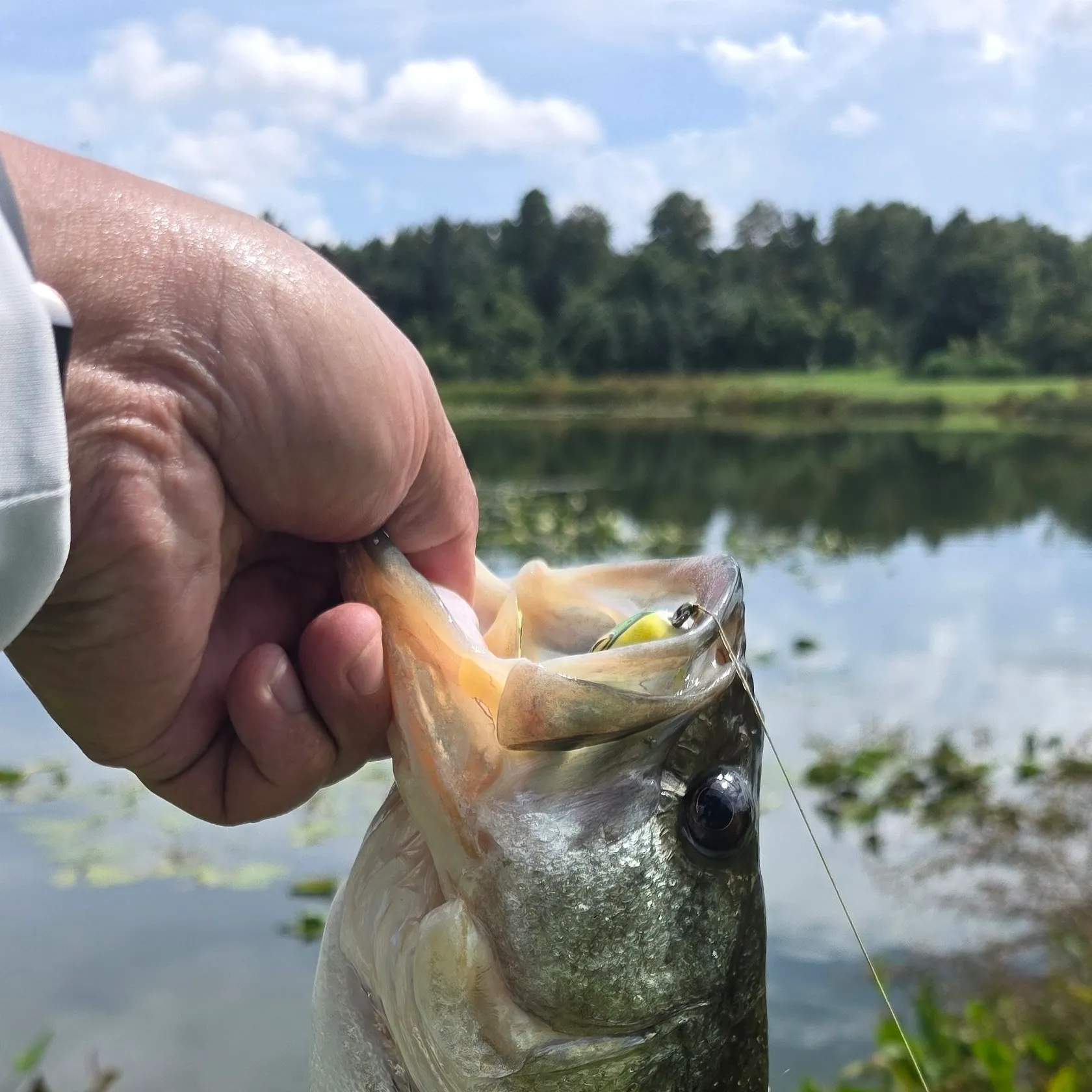Largemouth bass caught on Fishbrain