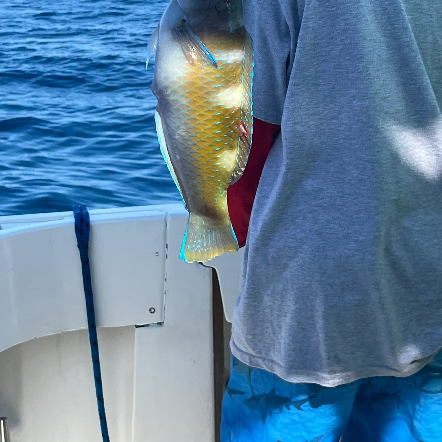 The most recent Common parrotfish catches on Fishbrain