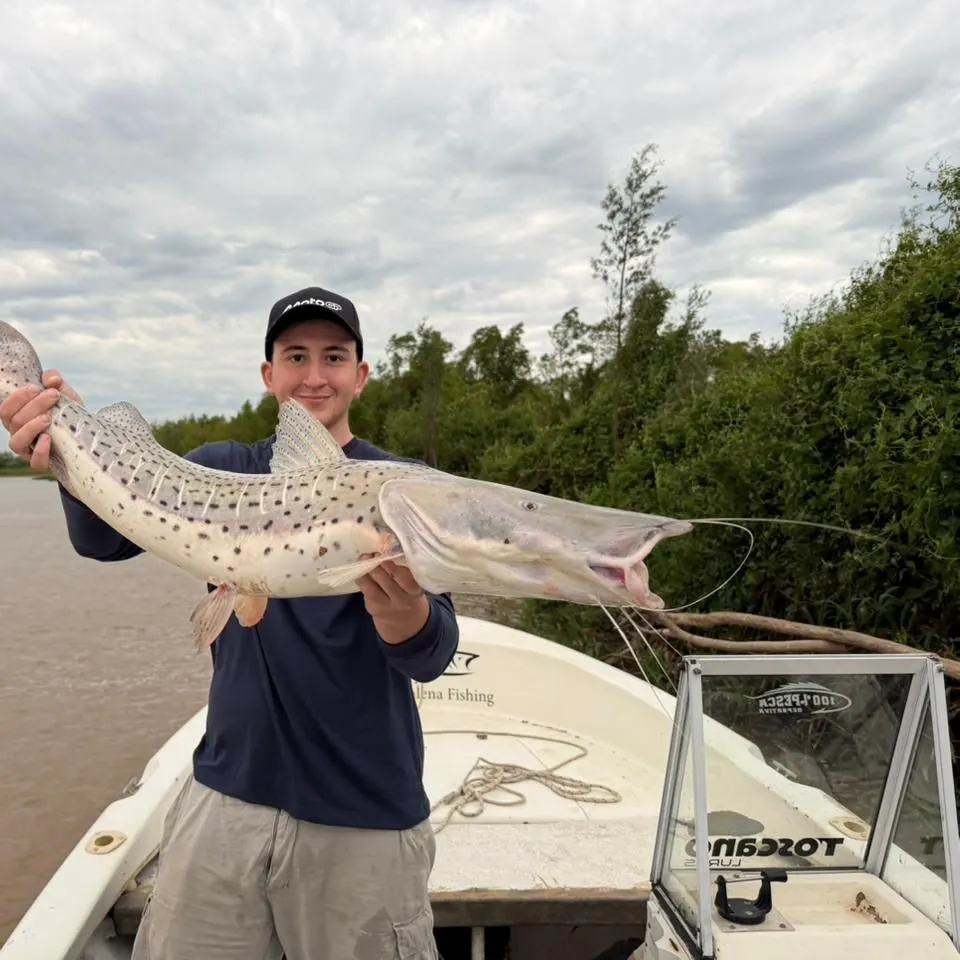 The most recent Spotted sorubim catches on Fishbrain