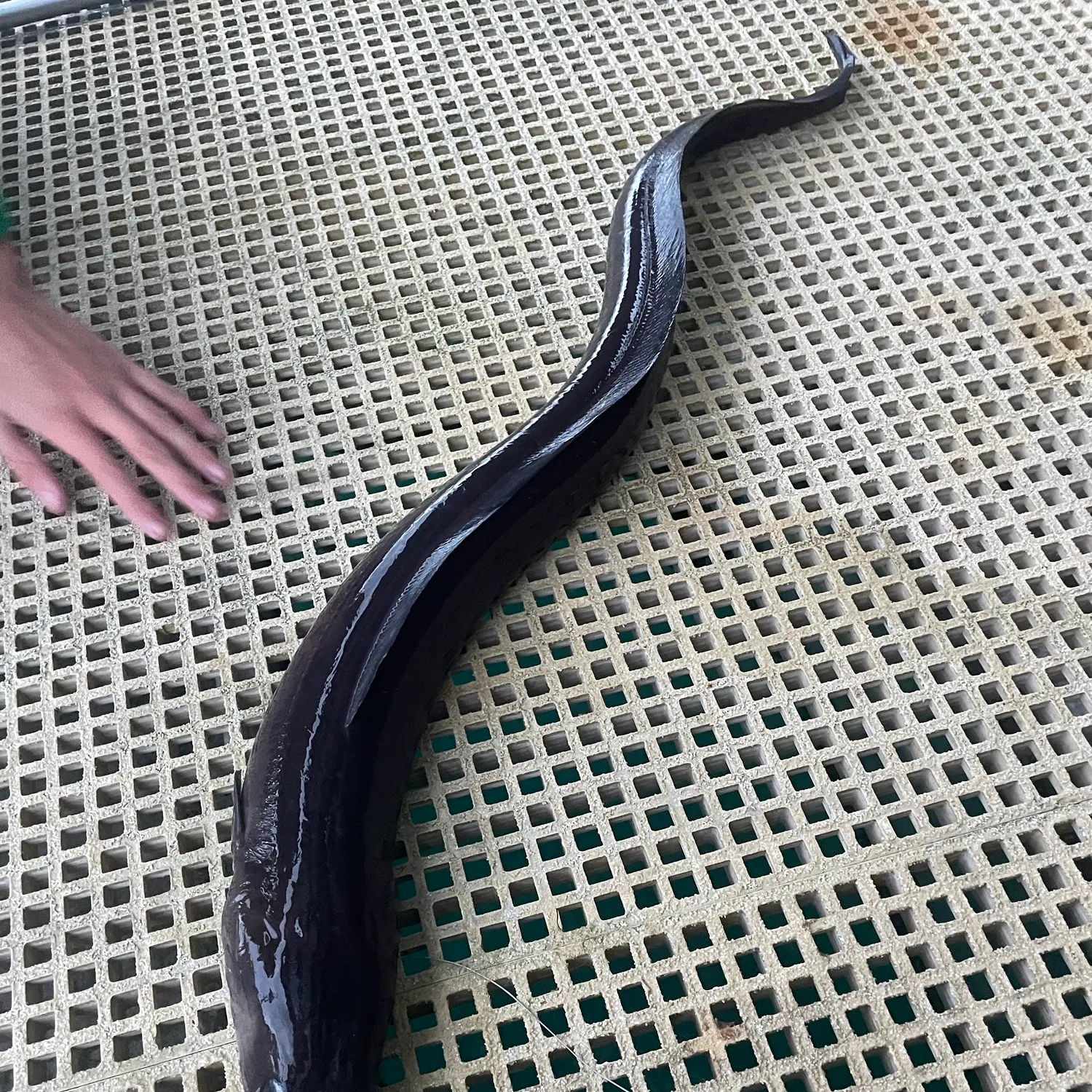 European conger caught on Fishbrain