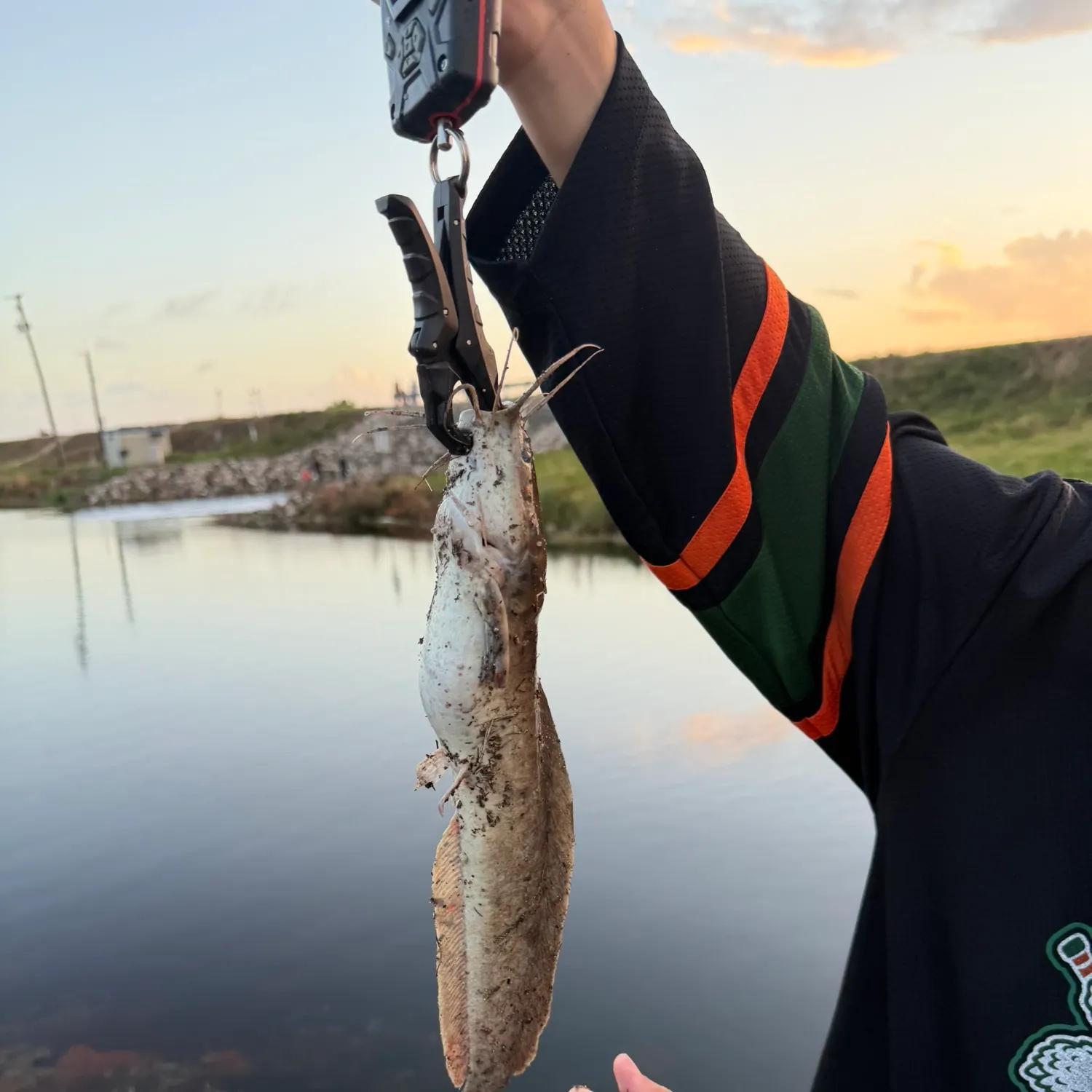 The most recent Walking catfish catches on Fishbrain