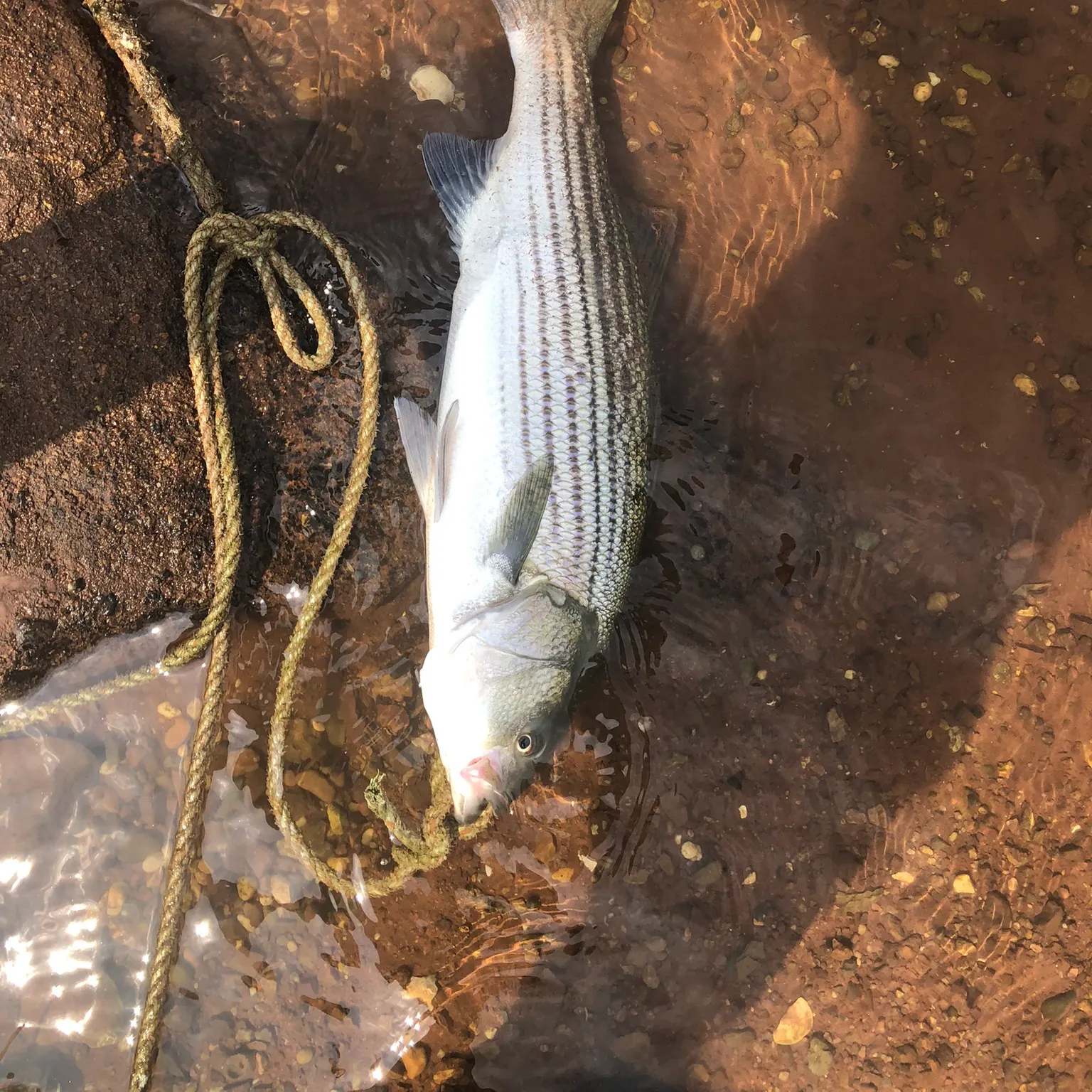 The most recent Striped bass catches on Fishbrain
