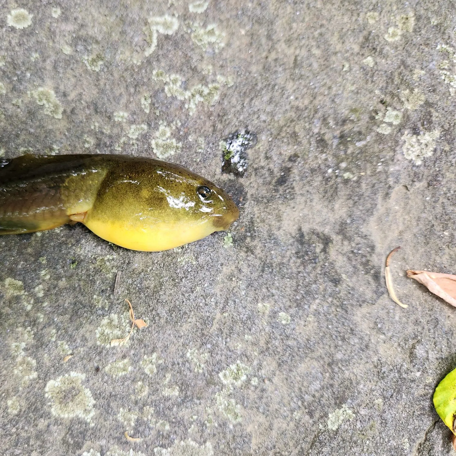The most recent Tadpole whiptail catches on Fishbrain