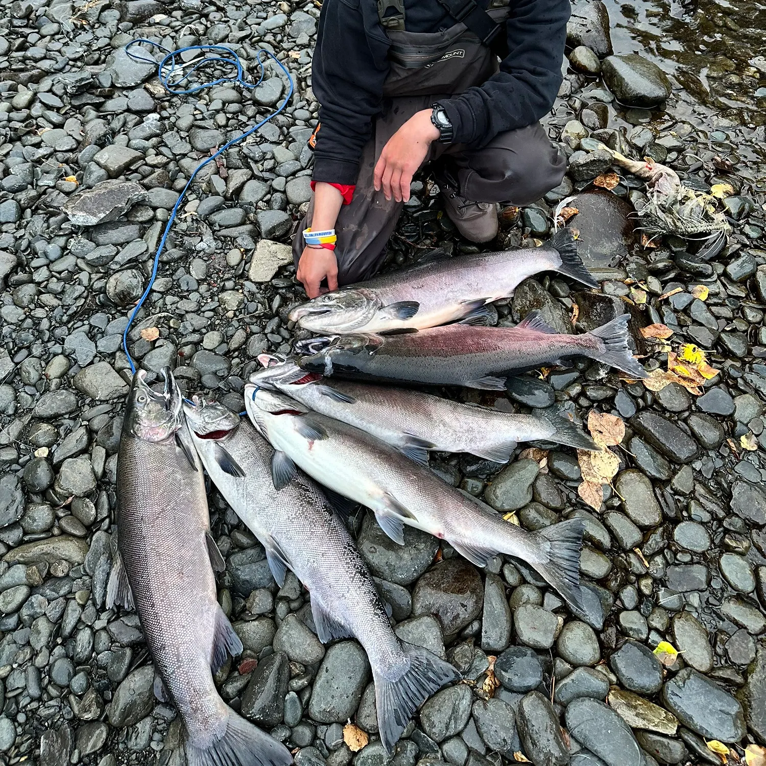 Coho salmon caught on Fishbrain