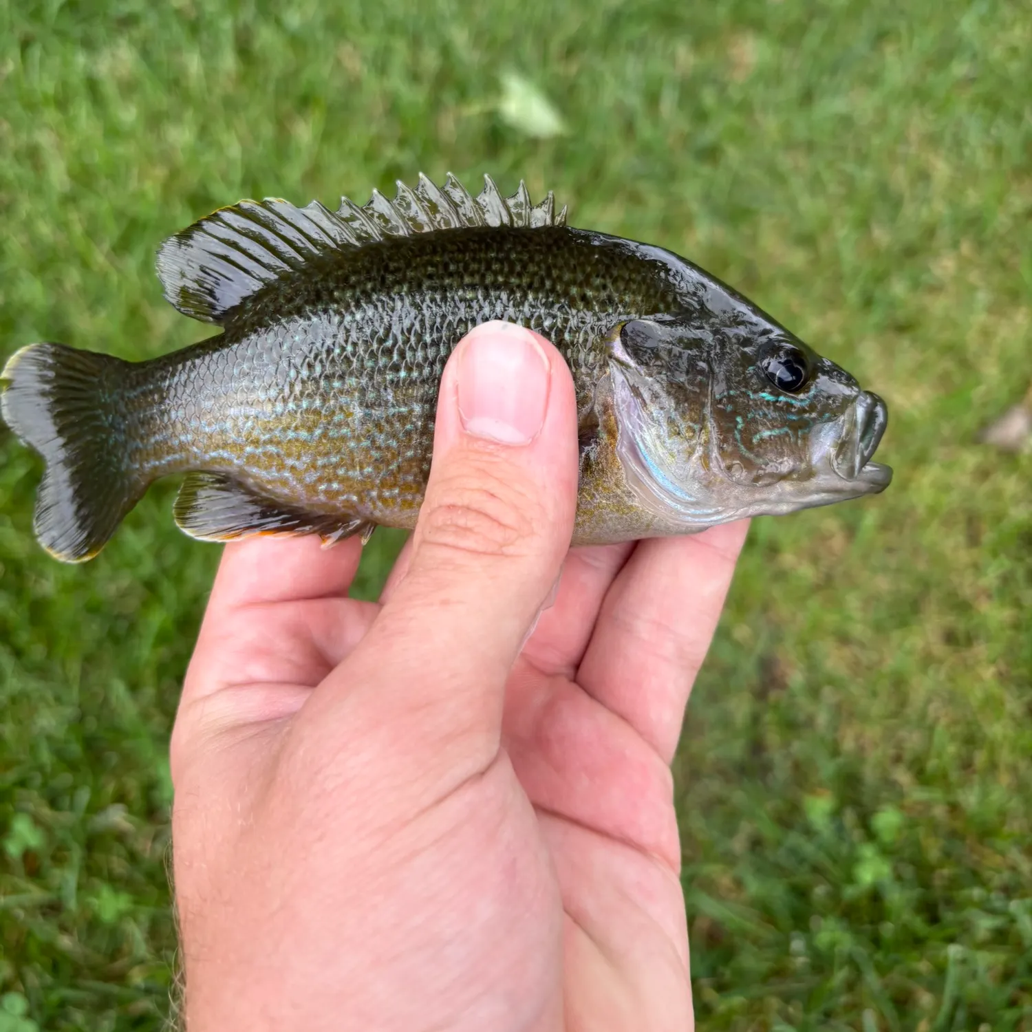 Green sunfish caught on Fishbrain