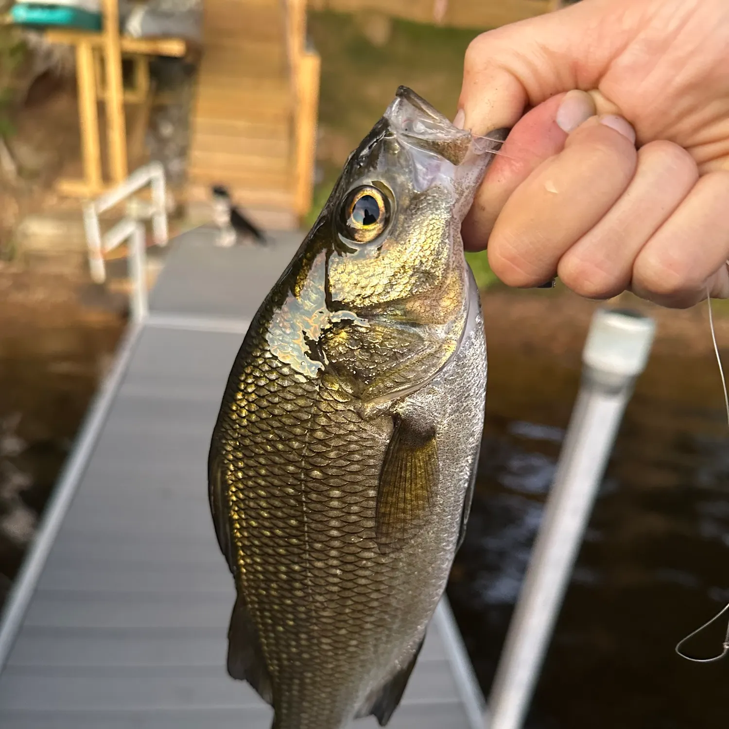 White perch caught on Fishbrain