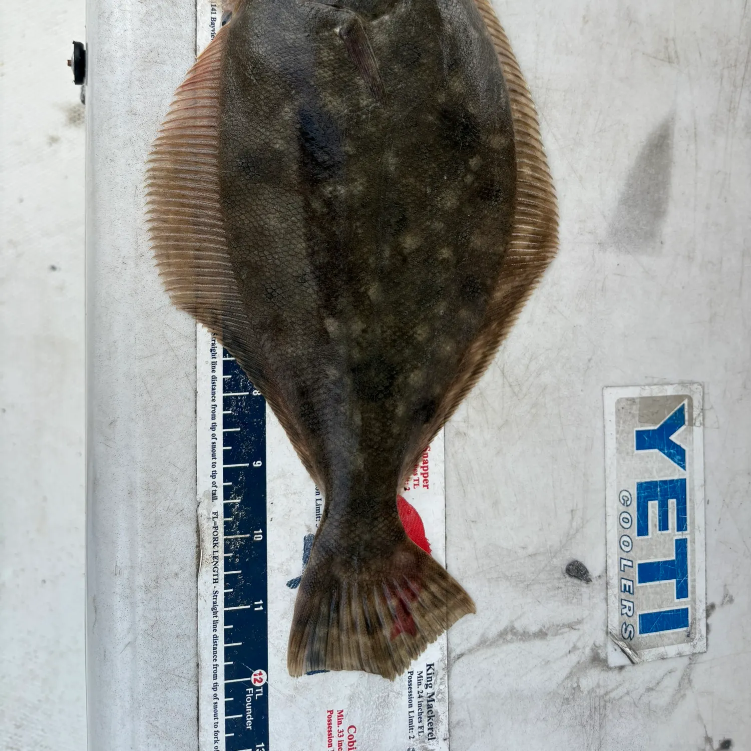 The most recent Summer flounder catches on Fishbrain