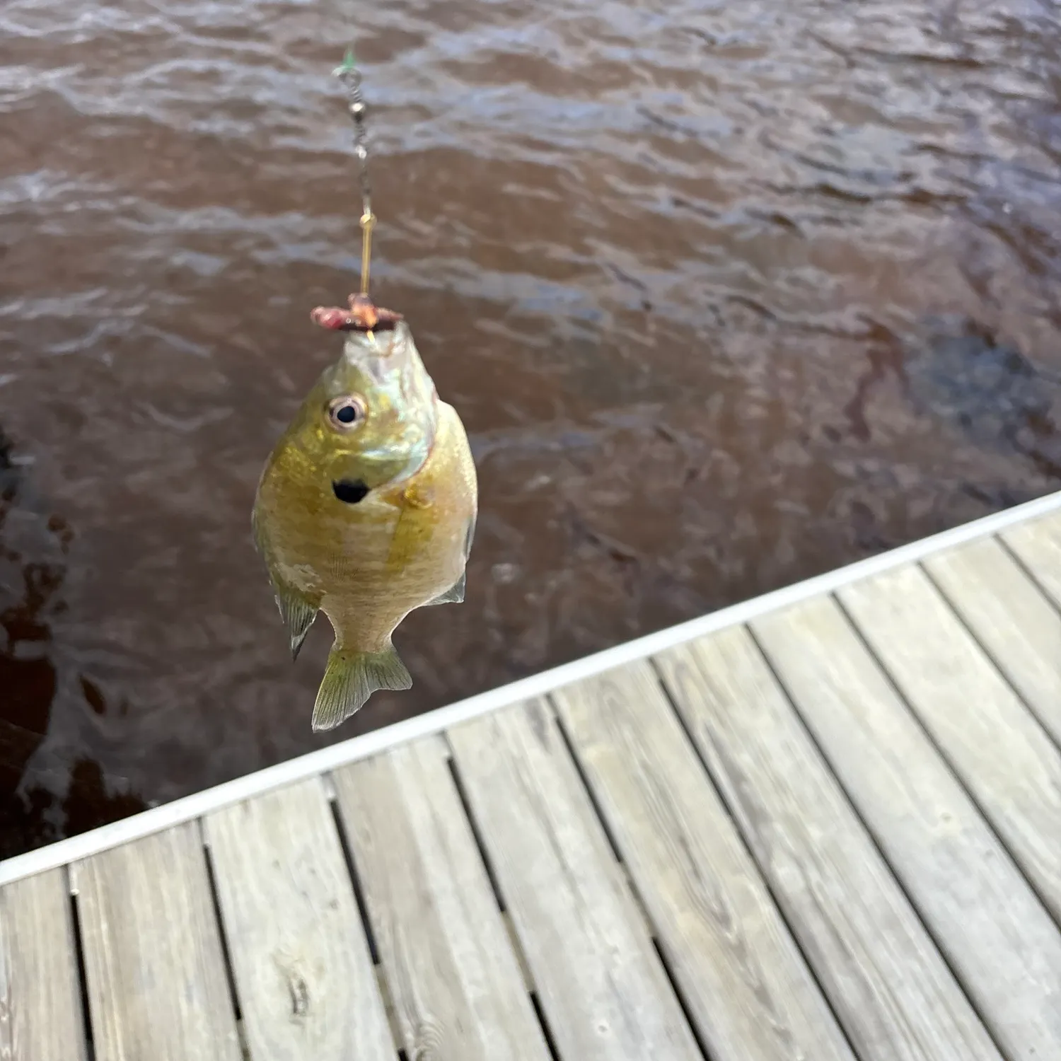 Bluegill caught on Fishbrain