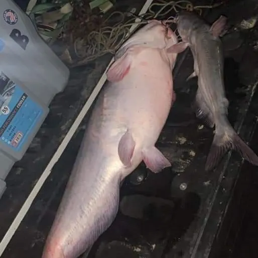 The most recent Blue catfish catches on Fishbrain