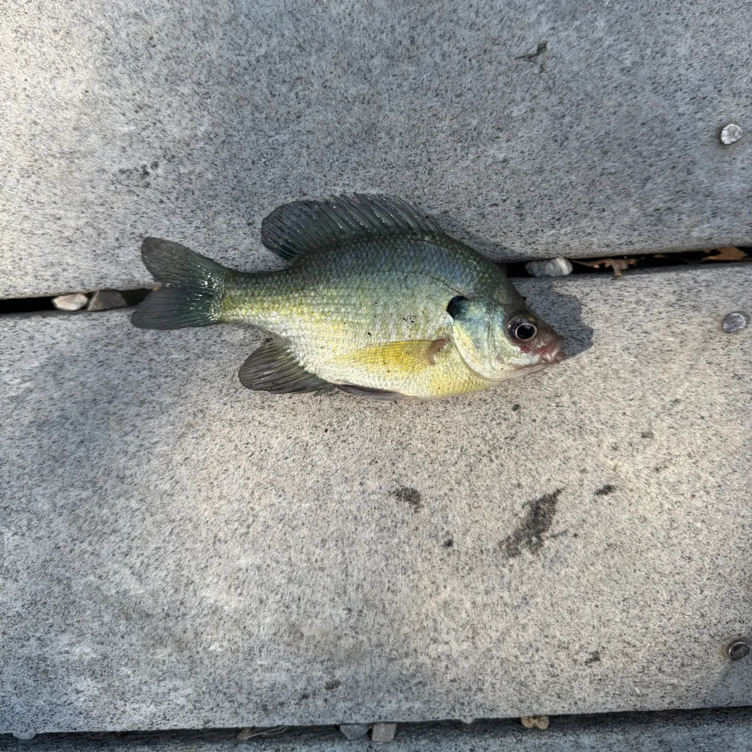 Bluegill caught on Fishbrain