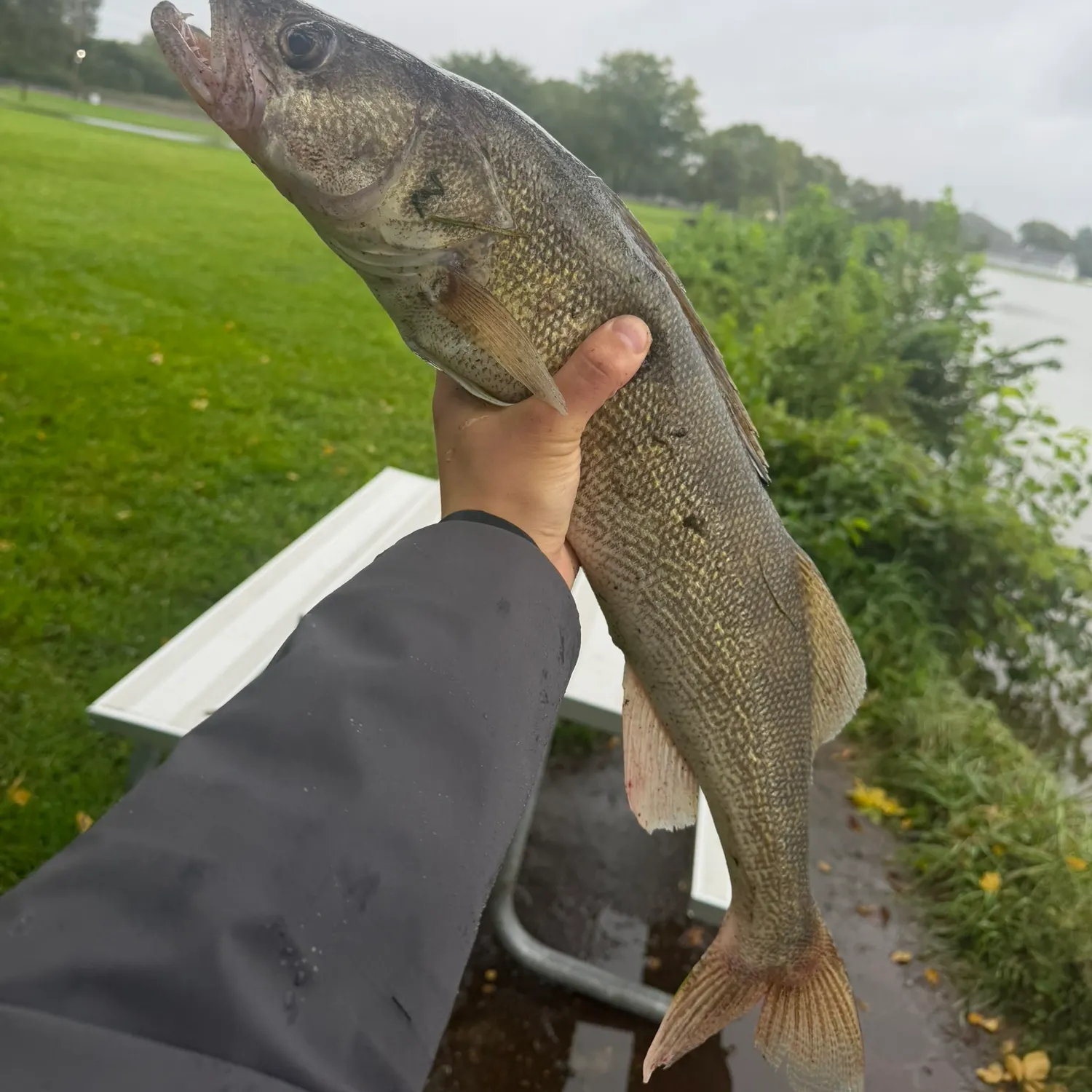 Walleye caught on Fishbrain